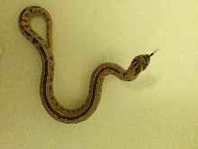 Striped Conda Male from Michael N.