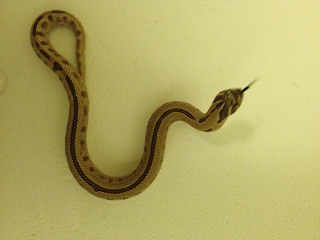 Striped Conda Male from Michael N.