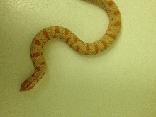 Albino Conda Female