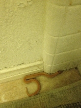 Albino Super Conda