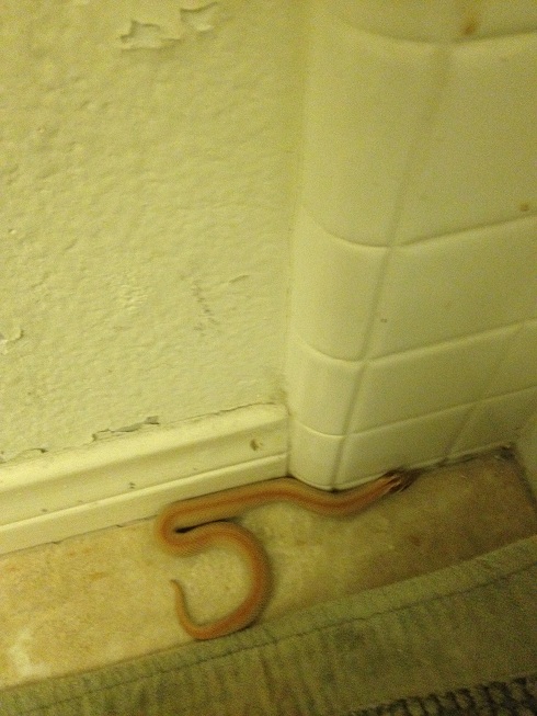 Albino Super Conda
