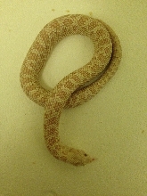 Snow Male