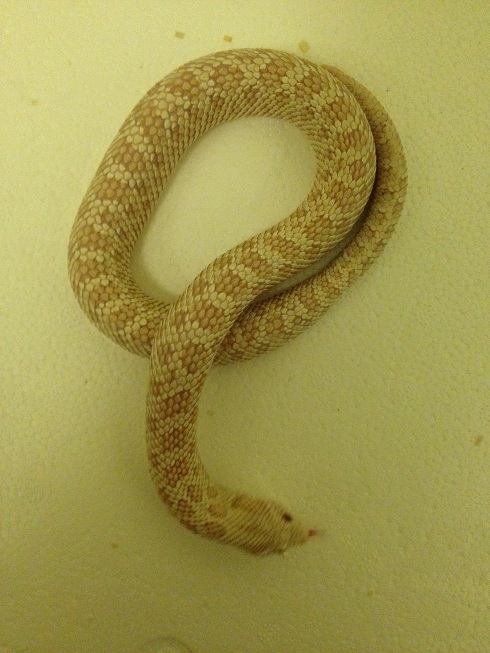 Snow Male