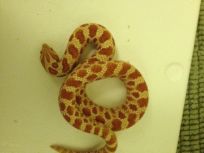 Extreme Red