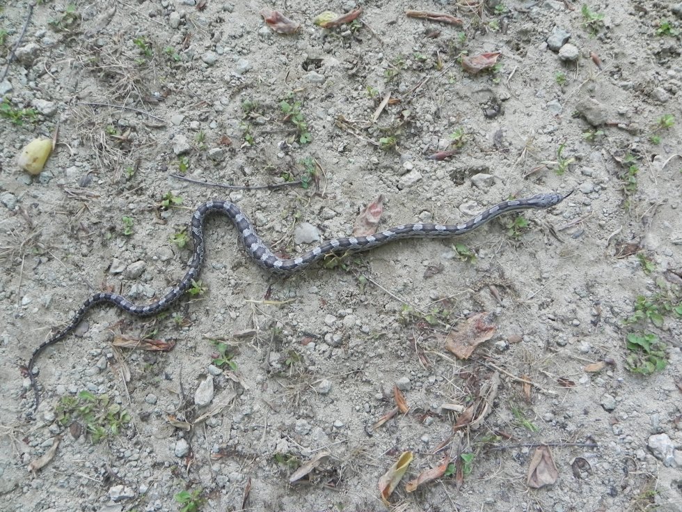 croatan national forest
