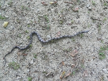 croatan national forest