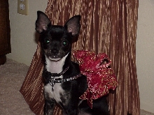 Macy at Christmas 2002 4 months old