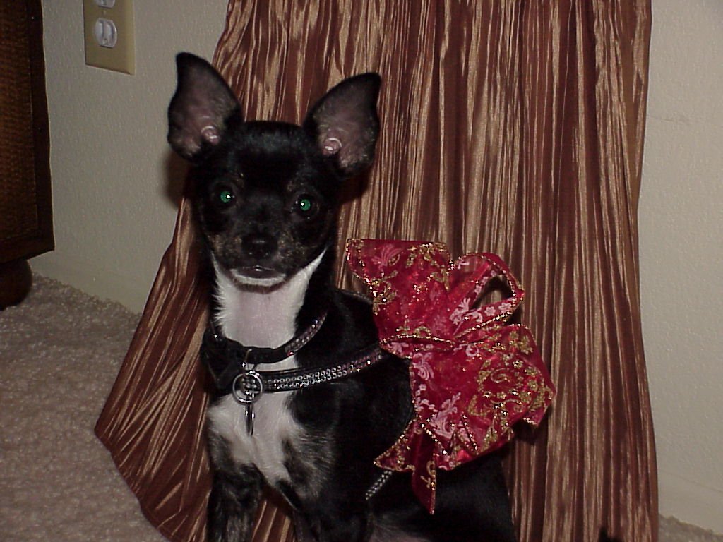 Macy at Christmas 2002 4 months old