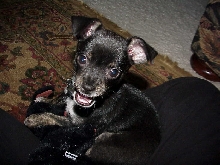 Macy at 8 weeks old. Chihuahua/Min Pin