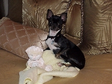 Macy (Chihuahua/Min Pin mix) posing with her new toy!