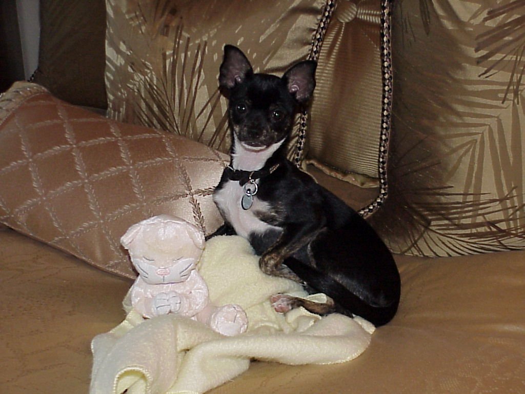Macy (Chihuahua/Min Pin mix) posing with her new toy!