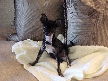 Chihuahua/Min Pin mix Macy 11.2002