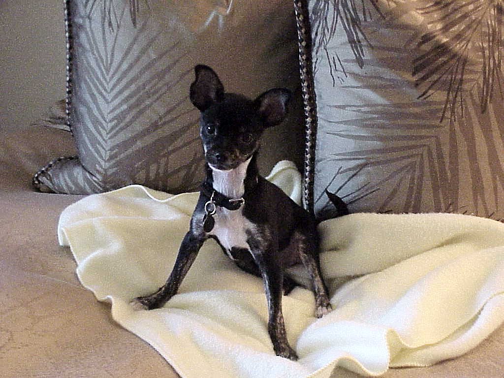 Chihuahua/Min Pin mix Macy 11.2002
