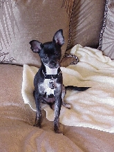 Macy 11.2002 Chihuahua/MinPin