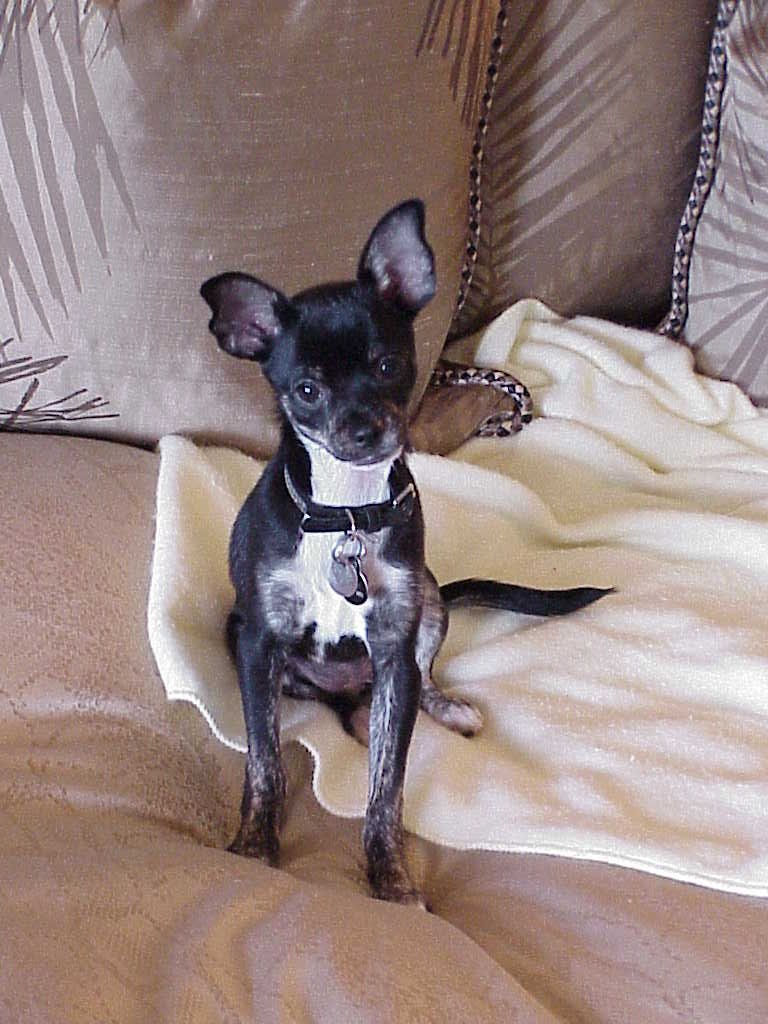 Macy 11.2002 Chihuahua/MinPin