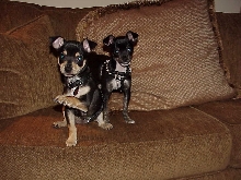 Macy and her sister Rosie Chihuahua/Min Pins