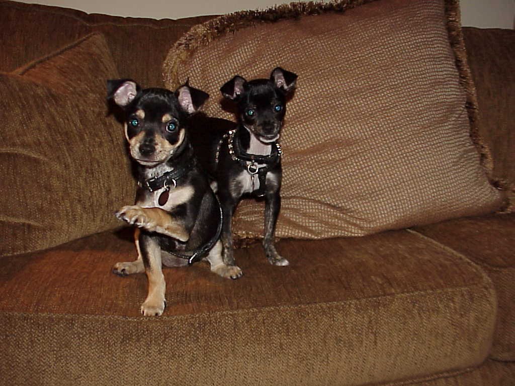 Macy and her sister Rosie Chihuahua/Min Pins