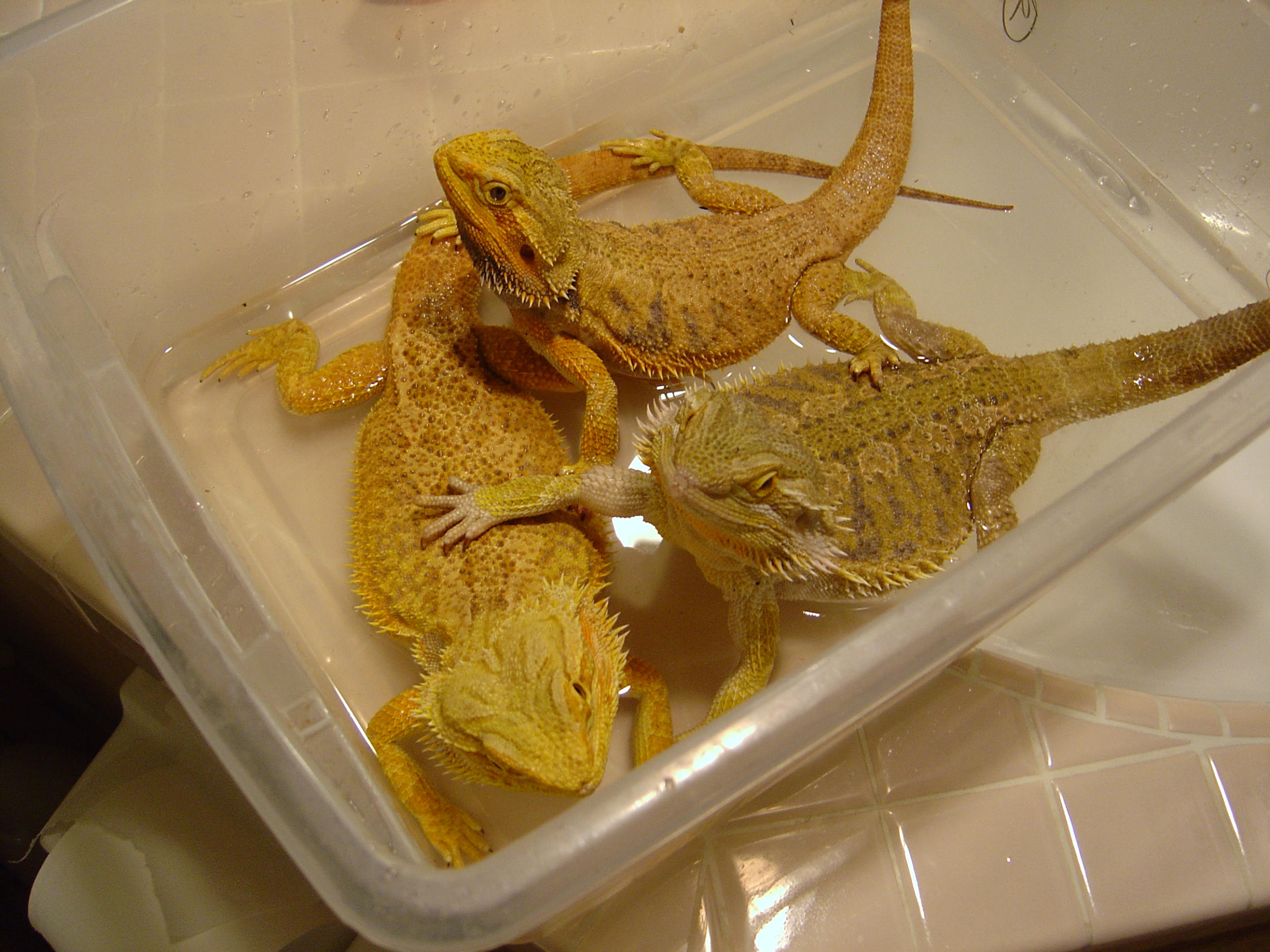 Three Bearded Dragons