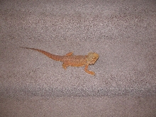 Red Female