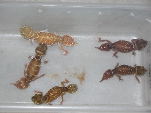 NEPHRURUS LEVIS OCCIDENTALIS