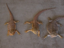 THREE BEARDED DRAGONS