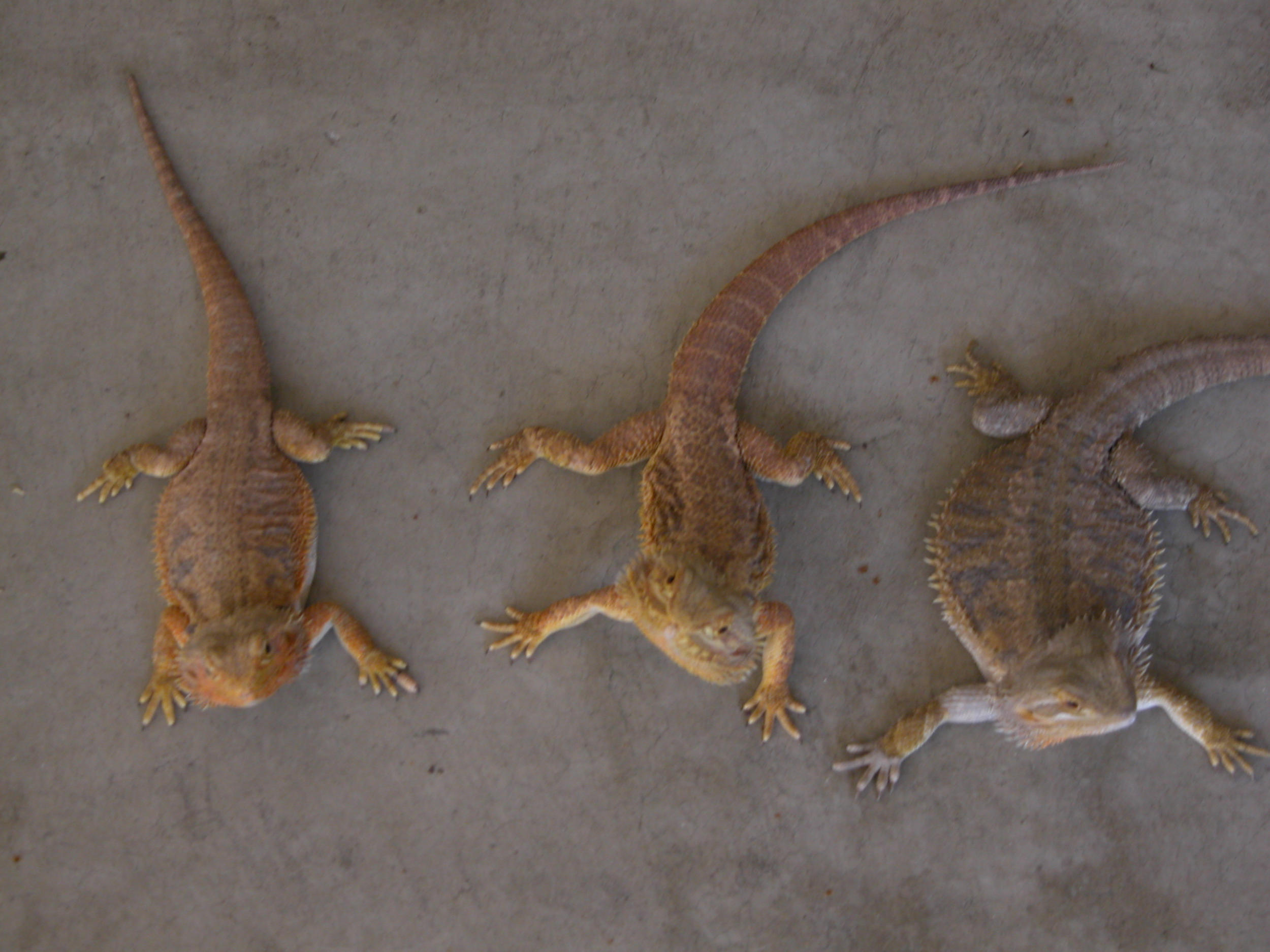THREE BEARDED DRAGONS