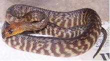 05 female woma