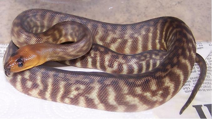 05 female woma