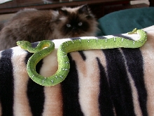 Last years offspring