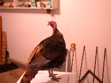 Gobble