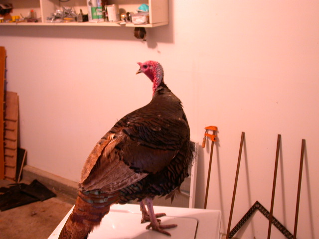 Gobble
