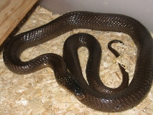 MON. COBRA