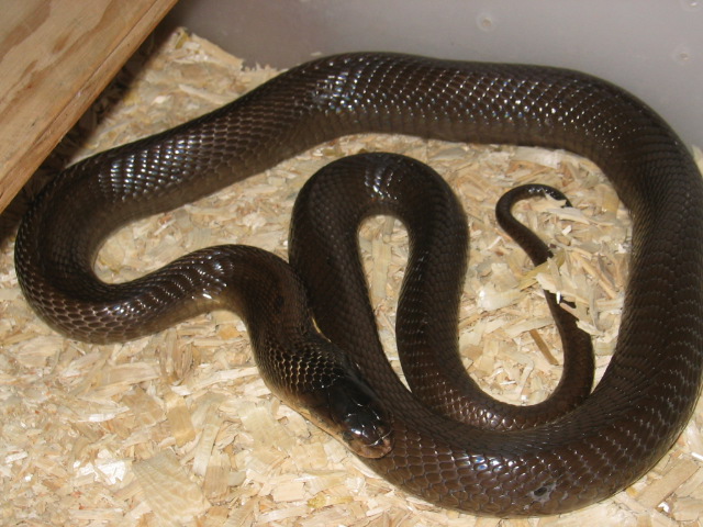 MON. COBRA
