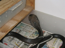 MON.  COBRA