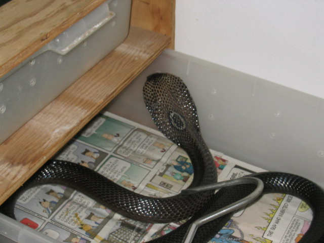 MON.  COBRA