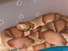 COPPERHEAD