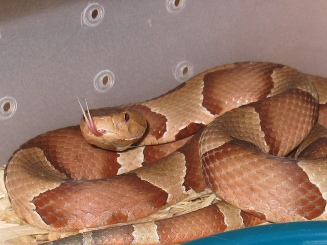 COPPERHEAD