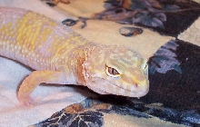 Raine