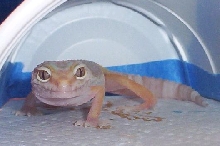 Raine.. I didn't steal your cricket, honest!