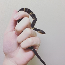 Stanley the Broad-banded Water Snake