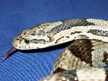 Davis