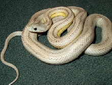 New Corn
