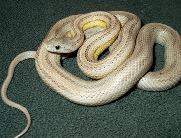 New Corn