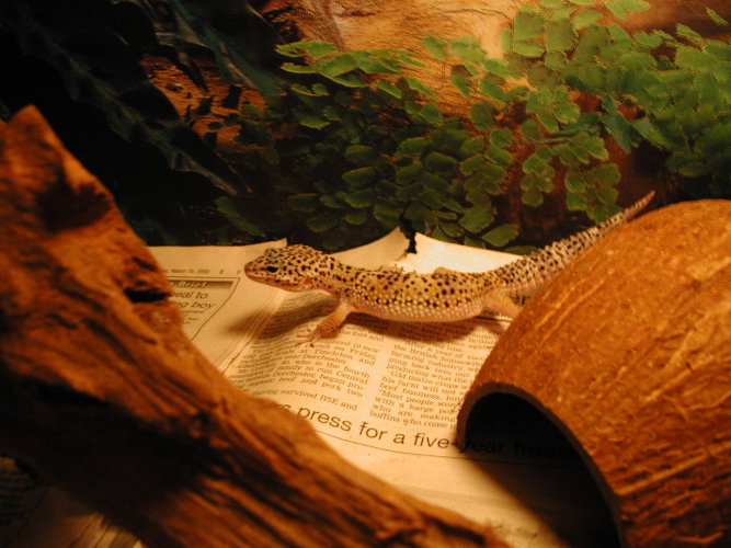 my new gecko in action!