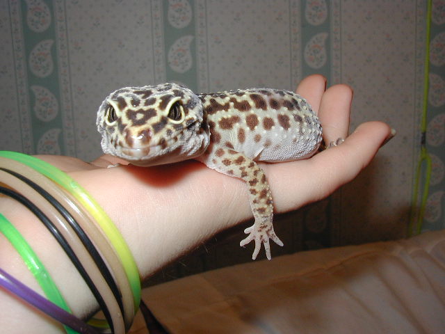 Greta