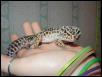 greta