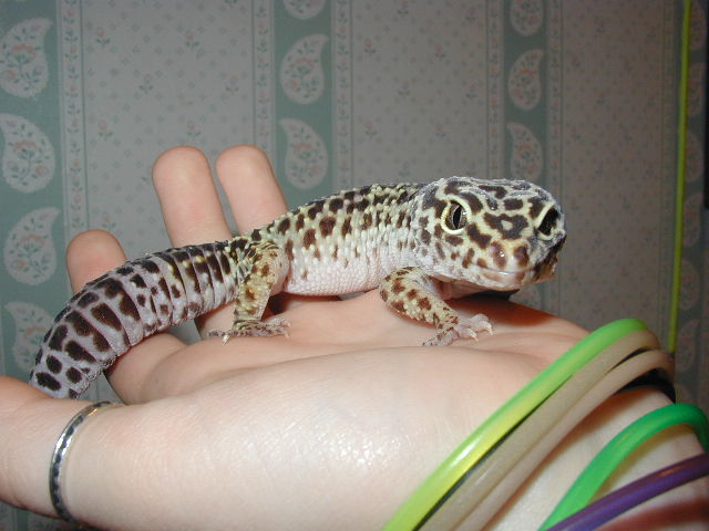 greta