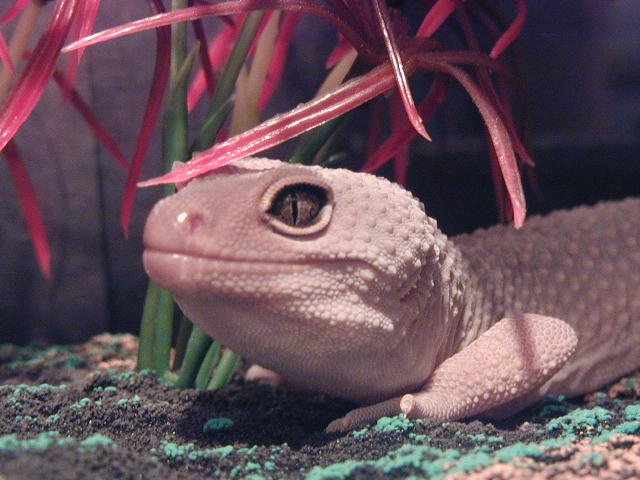 Harley shedding