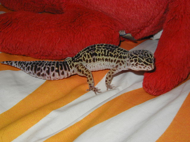 daphne