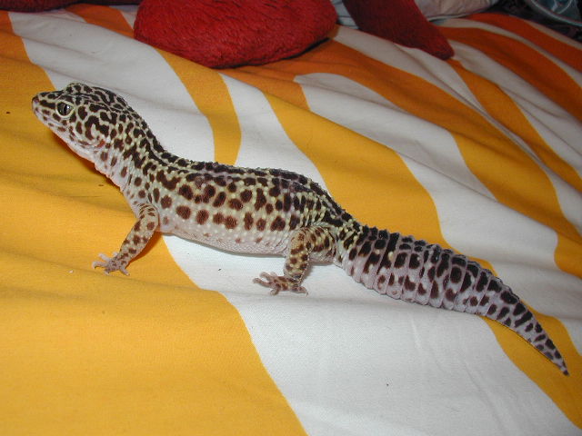 Daphne again